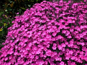 Cloves, nature, Flowers