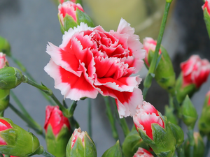flakes, cloves, Flowers, Buds, Pink
