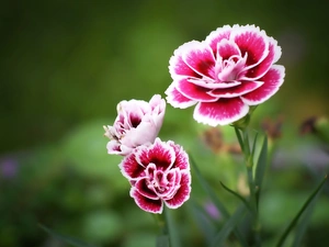 Flowers, cloves