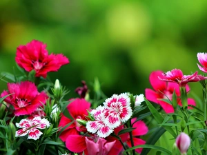 Garden, cloves