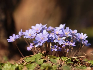 Liverworts, lilac, Flowers, cluster