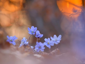 cluster, Flowers, Liverworts