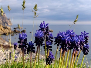 lake, coast, dry, grass, Muscari