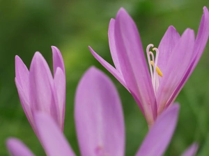 colchicum Autumn