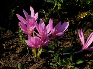 colchicum, land