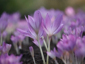 developed, purple, Flowers, colchicums