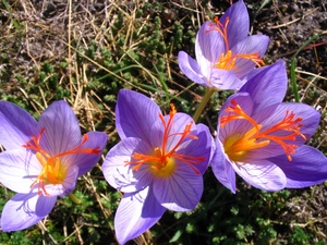 Flowers, colchicums