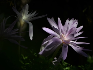 colchicums, Flowers, lilac
