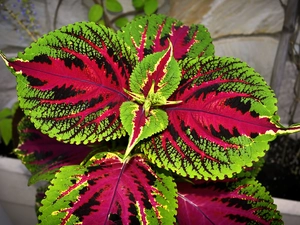 Colourfull Flowers, colors, Coleus, pot