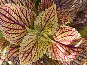 rapprochement, Colourfull Flowers, Coleus