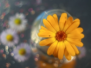 color, Bokeh, Yellow, Colourfull Flowers, Marigold