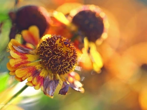 Colourfull Flowers, Helenium, color