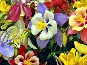 color, Columbines