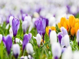 crocuses, color