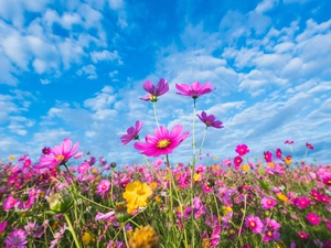 Field, Flowers, Cosmos, color