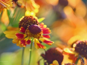 Colourfull Flowers, Helenium, color