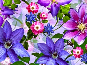 Flowers, Clematis, graphics, color