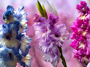 Flowers, gladioli, graphics, color