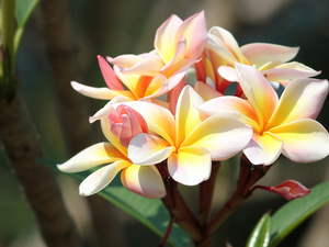 Flowers, Plumeria, Leaf, color