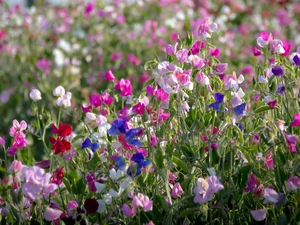 Flowers, Sweet Peas, color
