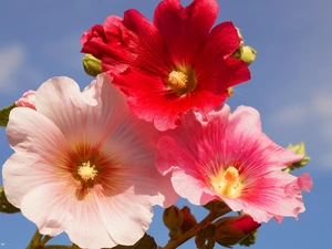 color, Hollyhocks