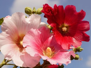 color, Hollyhocks