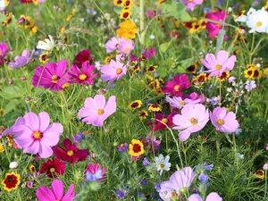 Meadow, Flowers, Cosmos, color