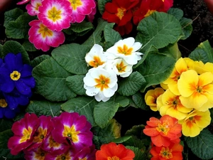 color, Primrose