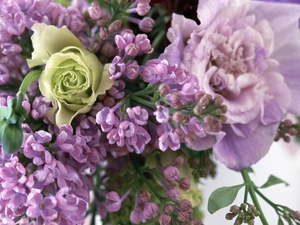 color, roses, Violet, without, bouquet