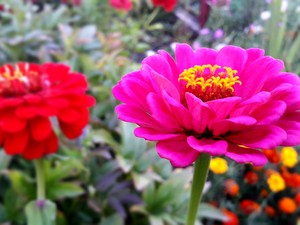 color, Zinnias