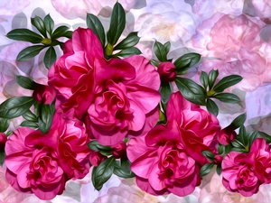 Flowers, Colorful Background, graphics, Camellias