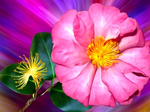 Colourfull Flowers, graphics, Colorful Background, camellia