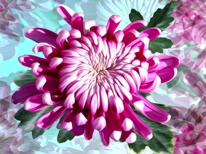Colourfull Flowers, graphics, Colorful Background, chrysanthemum