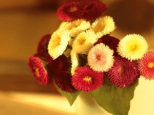 Daisies, small bunch, Colorful