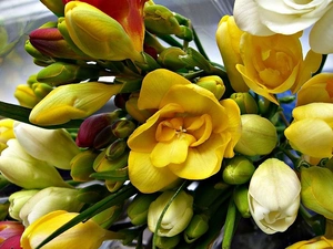 freesia, small bunch, Colorful