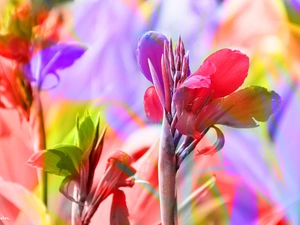 Flowers, colors