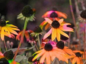 Rudbeckia, colors