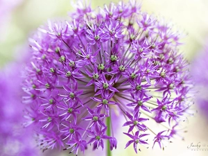 Colourfull Flowers, Allium