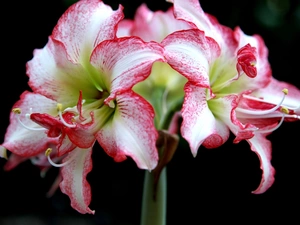 amaryllis, Beatyfull, Colourfull Flowers