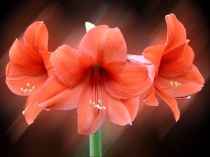 Colourfull Flowers, amaryllis