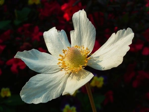 anemone, nature, Colourfull Flowers