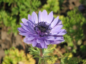 Colourfull Flowers, anemone