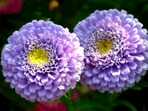 Aster, nature, Colourfull Flowers