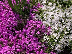 Colourfull Flowers, Aubrieta