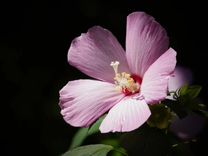 hibiscus, black background, Colourfull Flowers, hibiskus, Violet