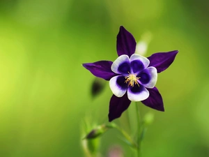 green ones, background, Colourfull Flowers, columbine, Violet