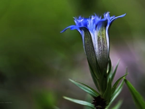 Gentian, blue, Colourfull Flowers