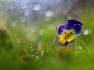 Bokeh, pansy, Colourfull Flowers