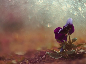 Bokeh, pansy, Colourfull Flowers