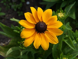 Buds, Yellow, Colourfull Flowers